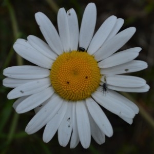 Photographie n°2310303 du taxon Leucanthemum vulgare Lam. [1779]