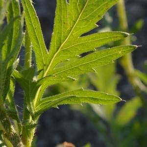 Photographie n°2310308 du taxon Papaver rhoeas L. [1753]