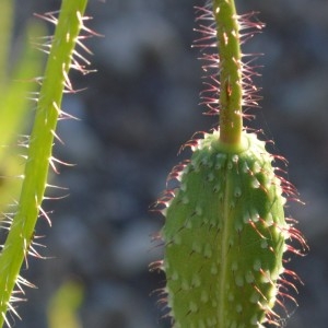 Photographie n°2310310 du taxon Papaver rhoeas L. [1753]