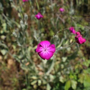 Photographie n°2310328 du taxon Lychnis coronaria (L.) Desr. [1792]