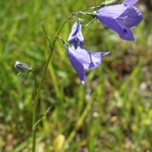 Photographie n°2310356 du taxon Campanula rhomboidalis L. [1753]