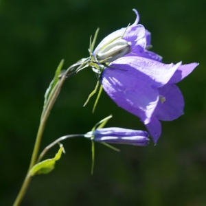 Photographie n°2310358 du taxon Campanula rhomboidalis L. [1753]