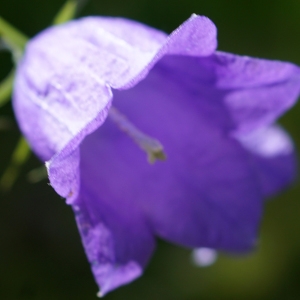 Photographie n°2310359 du taxon Campanula rhomboidalis L. [1753]