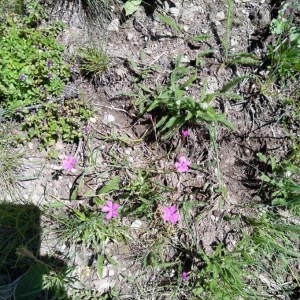 Photographie n°2310408 du taxon Dianthus carthusianorum L. [1753]