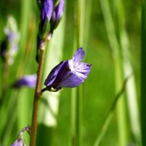 Photographie n°2310491 du taxon Polygala vulgaris L. [1753]