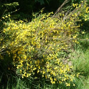 Photographie n°2310501 du taxon Cytisus scoparius (L.) Link [1822]