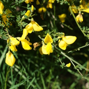 Photographie n°2310502 du taxon Cytisus scoparius (L.) Link [1822]