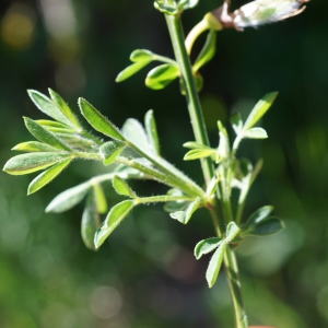 Photographie n°2310504 du taxon Cytisus scoparius (L.) Link [1822]