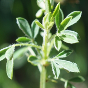 Photographie n°2310506 du taxon Cytisus scoparius (L.) Link [1822]