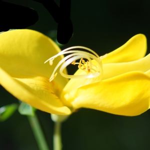 Photographie n°2310513 du taxon Cytisus scoparius (L.) Link [1822]