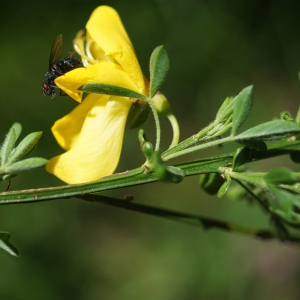 Photographie n°2310515 du taxon Cytisus scoparius (L.) Link [1822]