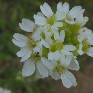 Photographie n°2310519 du taxon Lepidium campestre (L.) R.Br. [1812]