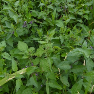 Photographie n°2310521 du taxon Solanum dulcamara L. [1753]