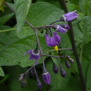 Photographie n°2310522 du taxon Solanum dulcamara L. [1753]