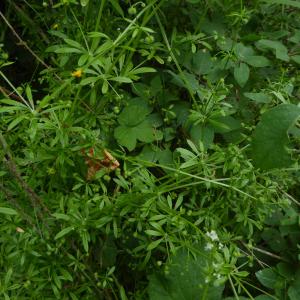 Photographie n°2310528 du taxon Galium aparine L. [1753]