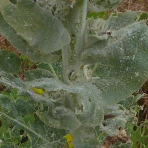 Photographie n°2310539 du taxon Verbascum thapsus L. [1753]