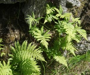 Liliane Roubaudi, le 12 juin 2019 (Chamonix-Mont-Blanc)