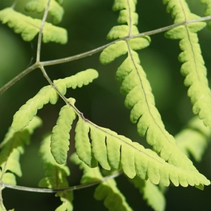 Photographie n°2310609 du taxon Gymnocarpium dryopteris (L.) Newman [1851]