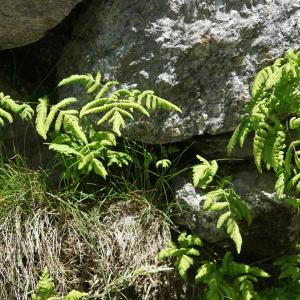 Photographie n°2310611 du taxon Gymnocarpium dryopteris (L.) Newman [1851]