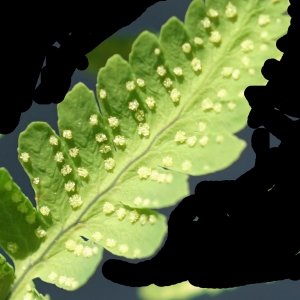 Photographie n°2310615 du taxon Gymnocarpium dryopteris (L.) Newman [1851]