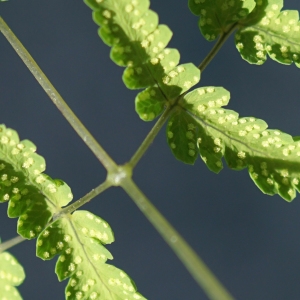 Photographie n°2310616 du taxon Gymnocarpium dryopteris (L.) Newman [1851]