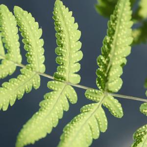 Photographie n°2310618 du taxon Gymnocarpium dryopteris (L.) Newman [1851]