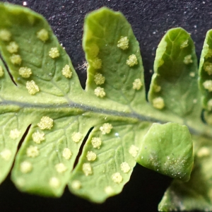 Photographie n°2310623 du taxon Gymnocarpium dryopteris (L.) Newman [1851]