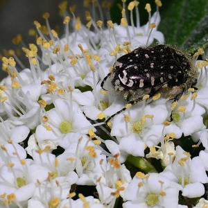 Photographie n°2310633 du taxon Viburnum lantana L. [1753]