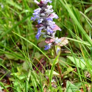 Photographie n°2310638 du taxon Ajuga reptans L. [1753]