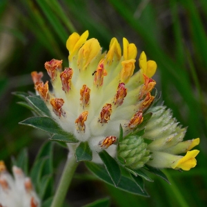 Photographie n°2310644 du taxon Anthyllis vulneraria L. [1753]