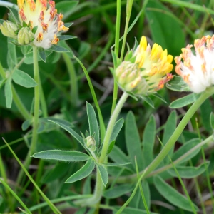Photographie n°2310645 du taxon Anthyllis vulneraria L. [1753]