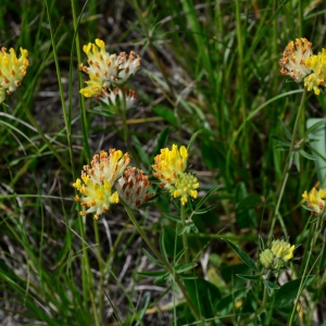 Photographie n°2310646 du taxon Anthyllis vulneraria L. [1753]