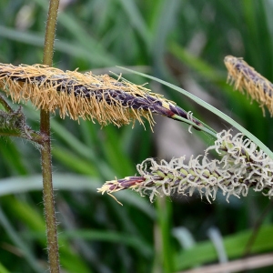 Photographie n°2310666 du taxon Carex pendula Huds.