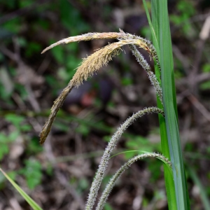 Photographie n°2310667 du taxon Carex pendula Huds.
