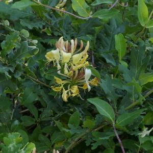 Photographie n°2310674 du taxon Lonicera periclymenum L. [1753]