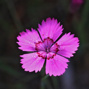 Dianthus seguieri Vill. (Oeillet de Séguier)