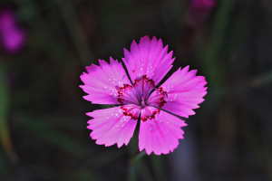 Guy Lecq, le 17 juin 2019 (Rentilly, 77600 Bussy-Saint-Martin, France (Parc de Rentilly))