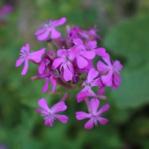 Photographie n°2310737 du taxon Atocion armeria (L.) Raf. [1840]