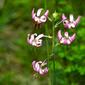 Photographie n°2310741 du taxon Lilium martagon L.