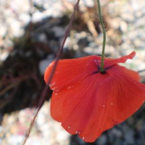 Photographie n°2310743 du taxon Papaver rhoeas L.