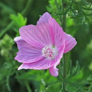 Photographie n°2310769 du taxon Malva moschata L. [1753]