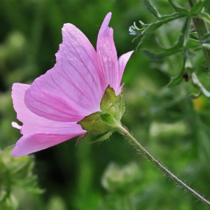 Photographie n°2310771 du taxon Malva moschata L. [1753]