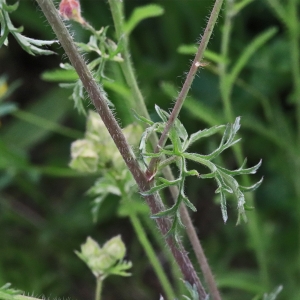 Photographie n°2310772 du taxon Malva moschata L. [1753]