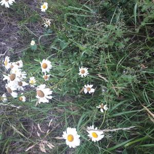 Photographie n°2310775 du taxon Leucanthemum vulgare Lam. [1779]