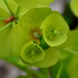 Photographie n°2310823 du taxon Euphorbia amygdaloides L. [1753]