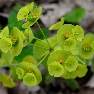 Photographie n°2310824 du taxon Euphorbia amygdaloides L. [1753]