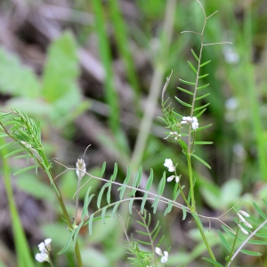 Photographie n°2310831 du taxon Ervilia hirsuta (L.) Opiz [1852]