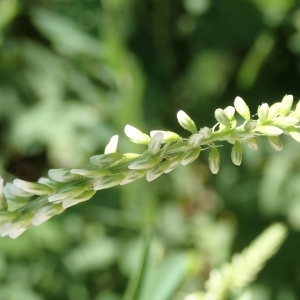 Photographie n°2310842 du taxon Trigonella alba (Medik.) Coulot & Rabaute [2013]