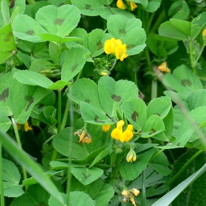 Photographie n°2310846 du taxon Medicago arabica (L.) Huds. [1762]