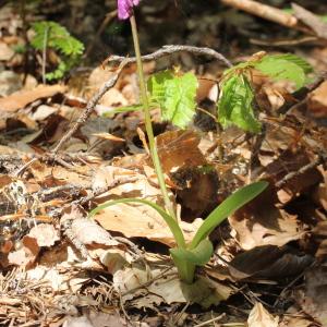 Photographie n°2310866 du taxon Orchis spitzelii Saut. ex W.D.J.Koch